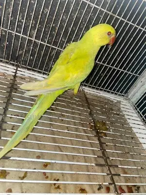 Indian Ring Neck