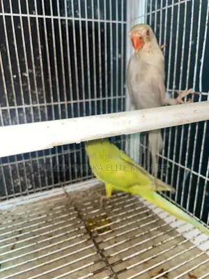 Indian Ring Neck
