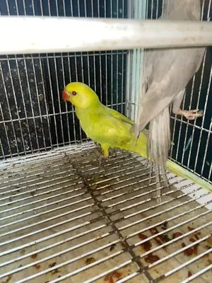 Indian Ring Neck