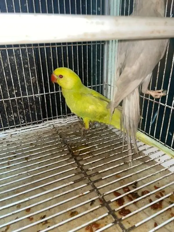Indian Ring Neck