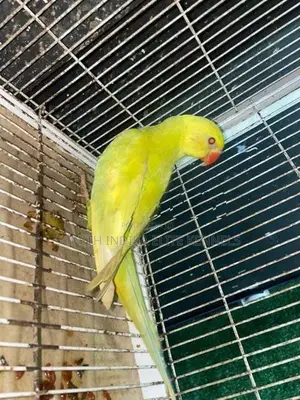 Indian Ring Neck