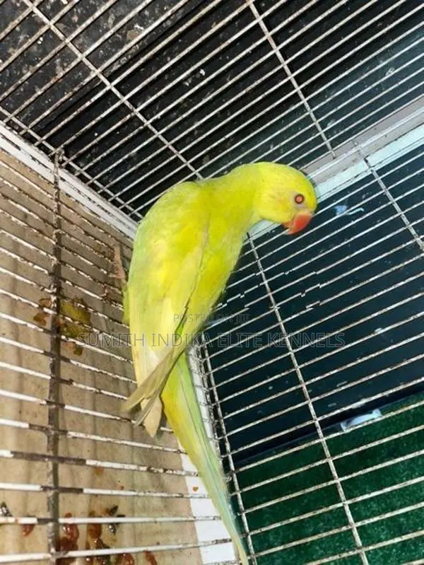 Indian Ring Neck