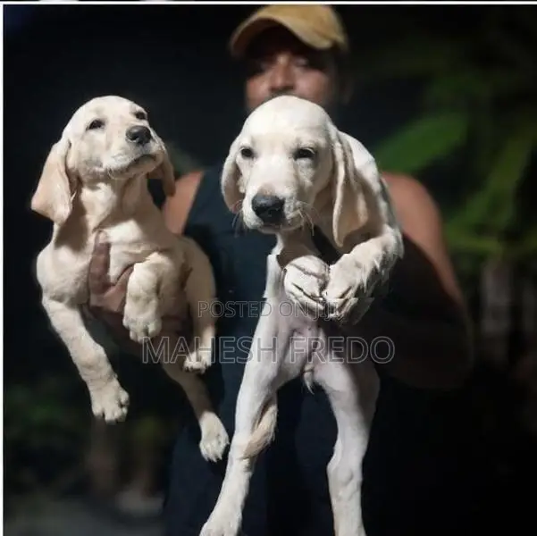 Labrador Female Puppies