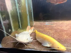 Golden Chinese Wels Fish