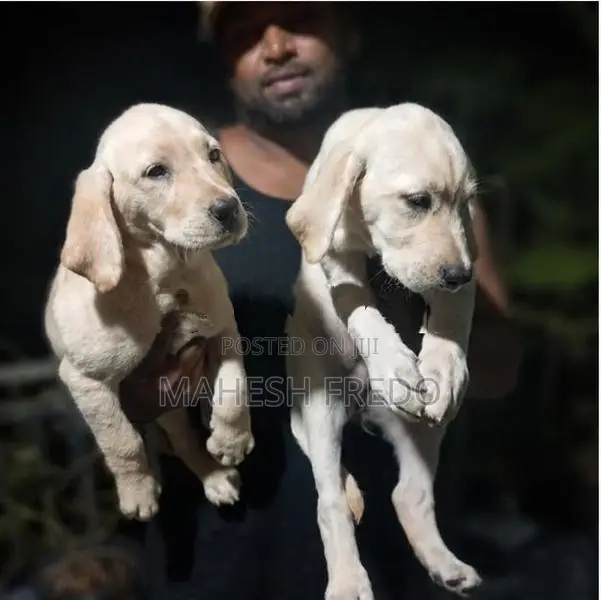 Labrador Female Puppies