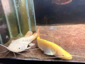 Golden Chinese Wels Fish