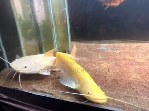 Golden Chinese Wels Fish
