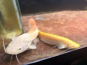 Golden Chinese Wels Fish