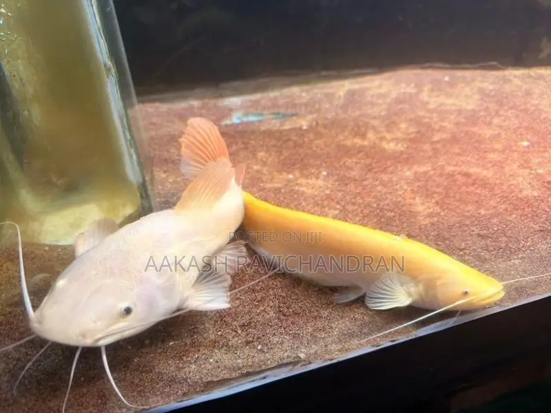 Golden Chinese Wels Fish
