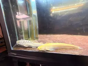 Golden Chinese Wels Fish
