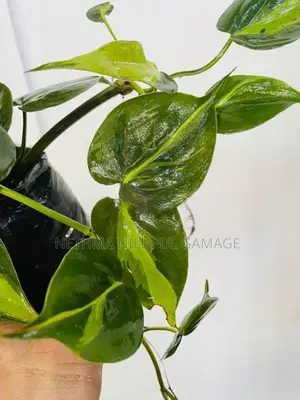Money Plant