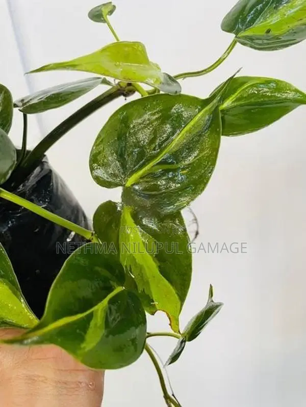 Money Plant