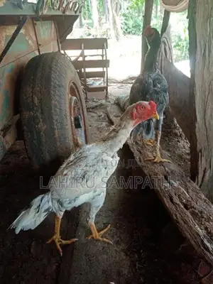 Rooster