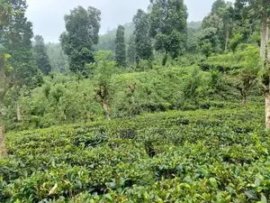 Matale Land for Sale