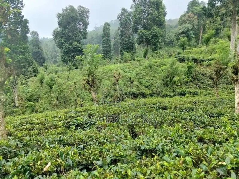 Matale Land for Sale