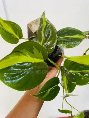 Money Plant
