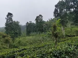 Matale Land for Sale