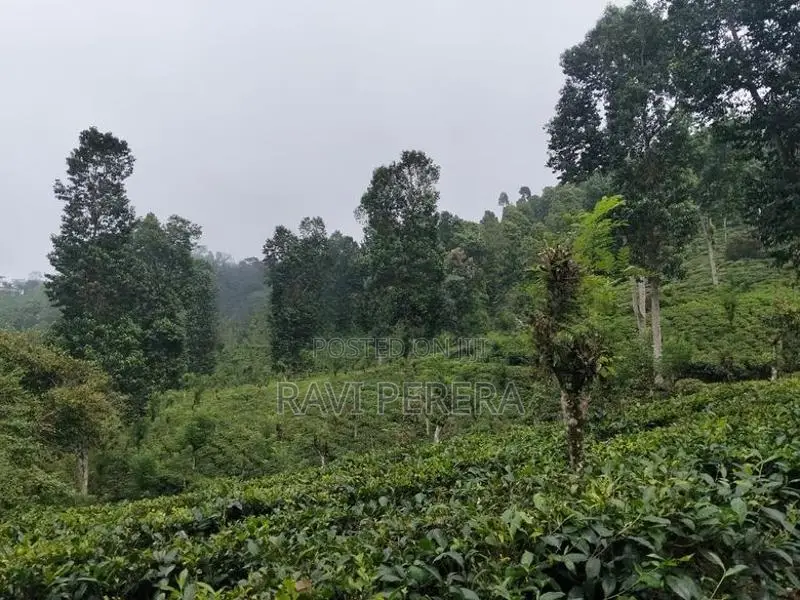 Matale Land for Sale