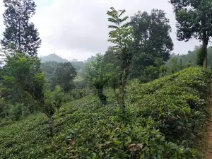 Matale Land for Sale