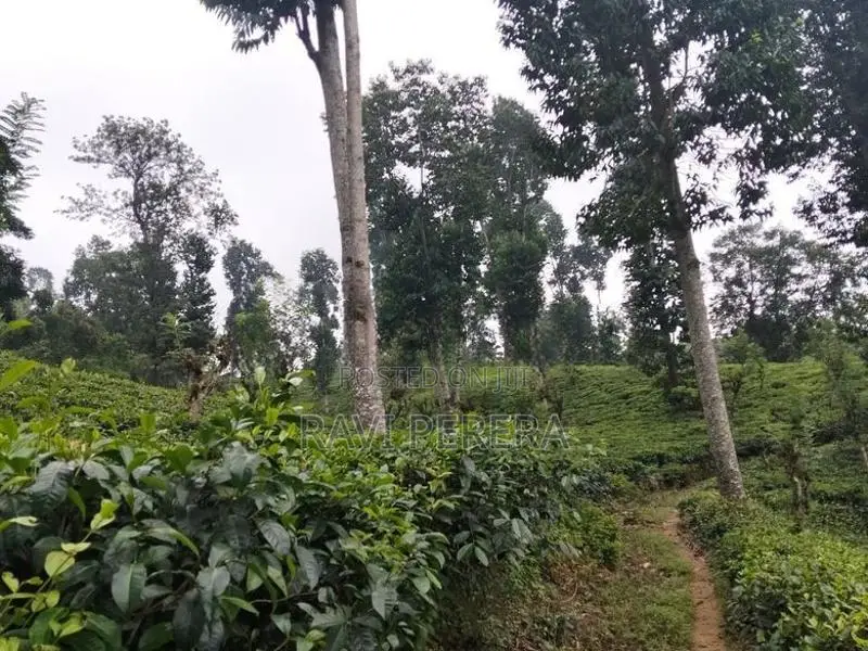 Matale Land for Sale