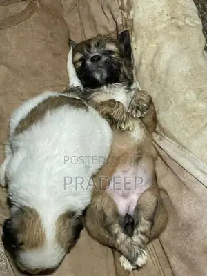 Shih Tzu Puppies
