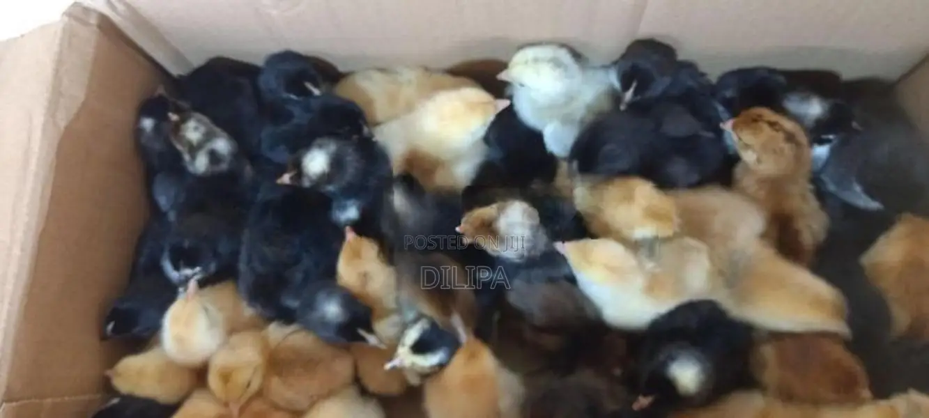 ගම් කුකුල් පැටවුන්