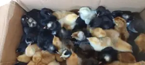 ගම් කුකුල් පැටවුන්