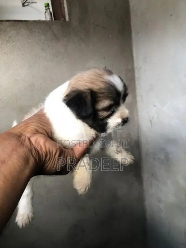 Shih Tzu Puppies