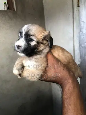 Shih Tzu Puppies