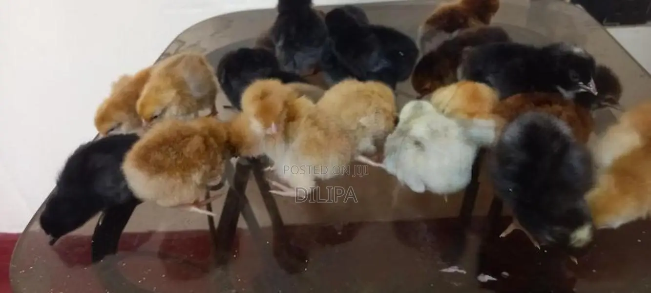 ගම් කුකුල් පැටවුන්