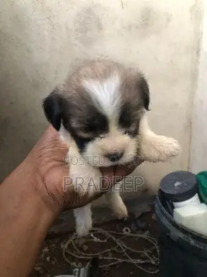 Shih Tzu Puppies