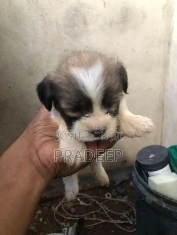 Shih Tzu Puppies