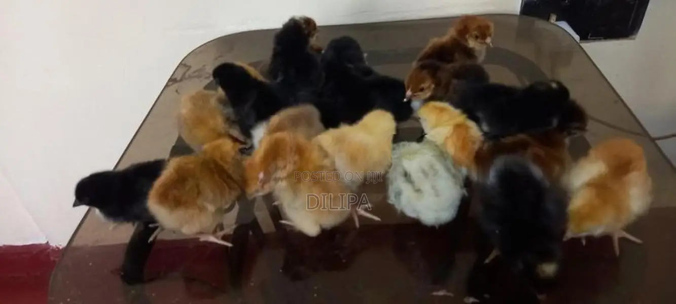 ගම් කුකුල් පැටවුන්
