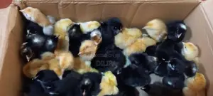 ගම් කුකුල් පැටවුන්