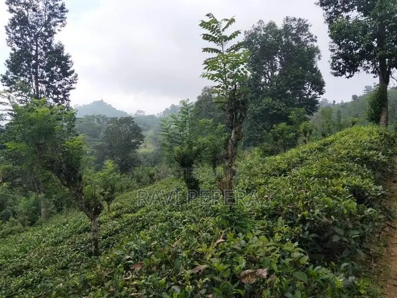 Land for Sale Matale