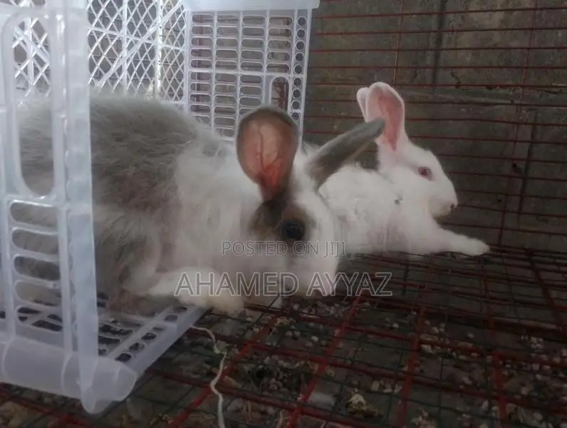 அங்கோரா முயல்