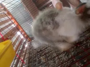 அங்கோரா முயல்