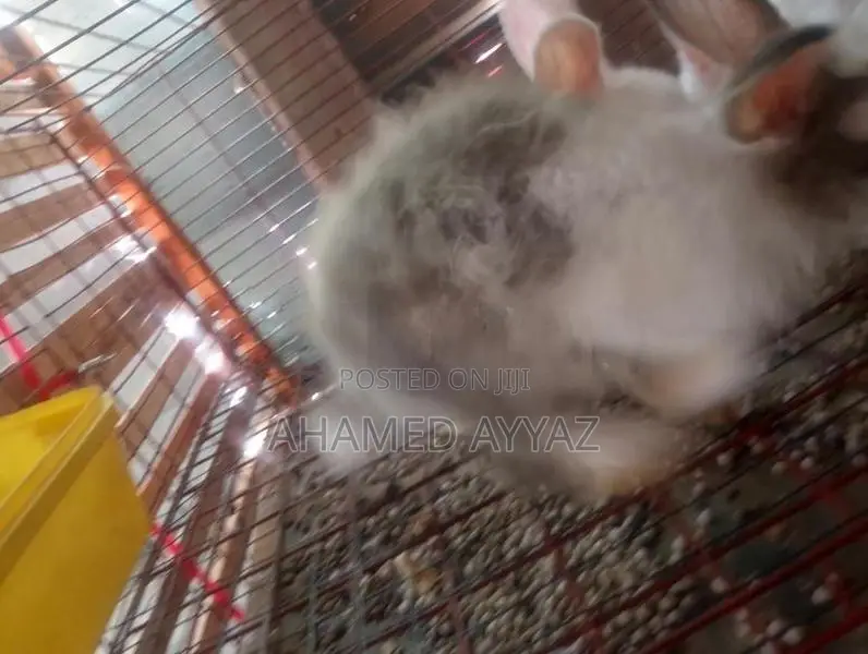 அங்கோரா முயல்