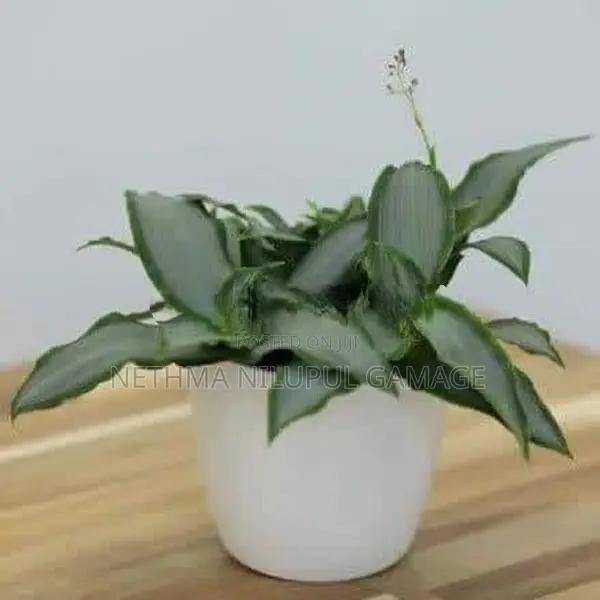 Garden Plants