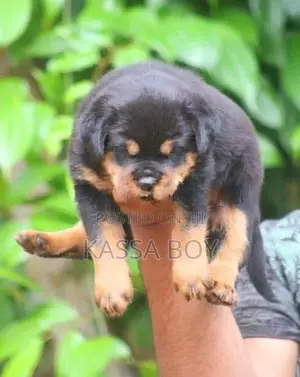 Rottweiler Puppies
