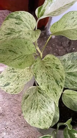Garden Plants