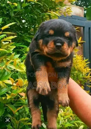Rottweiler Puppies