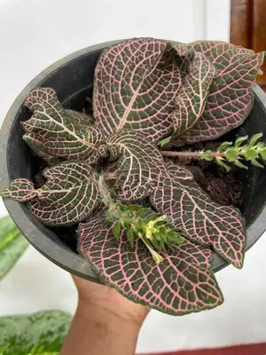Garden Plants