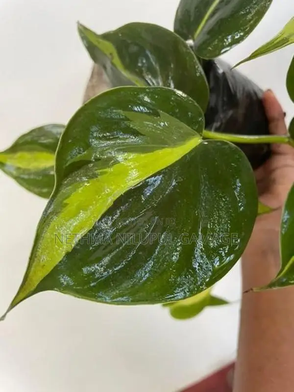 Garden Plants