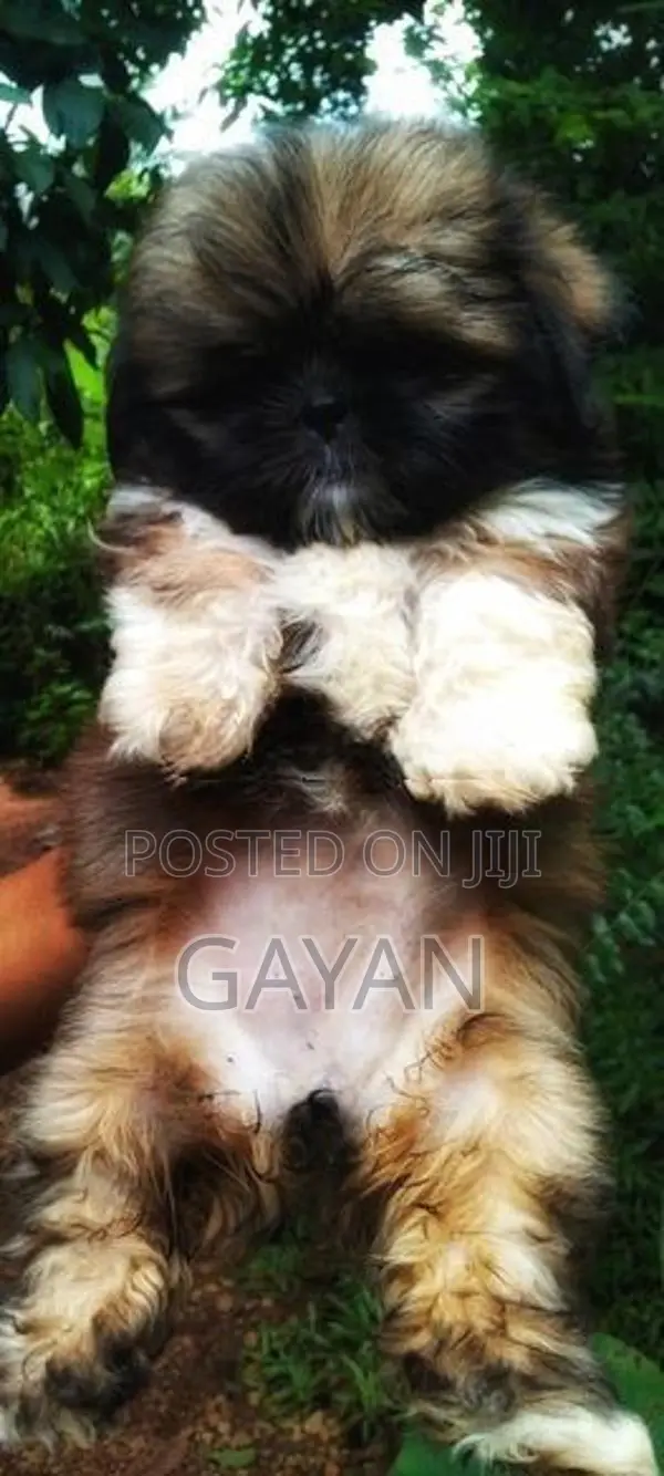 Shih Tzu Puppy