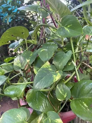Garden Plants