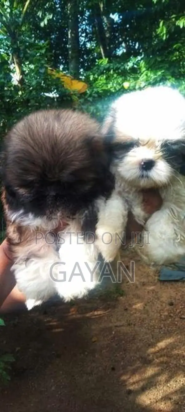 Shih Tzu Puppy