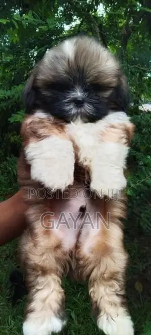 Shih Tzu Puppy