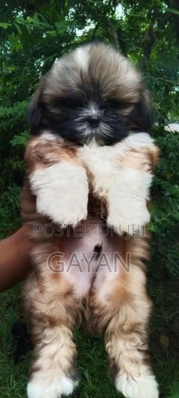 Shih Tzu Puppy