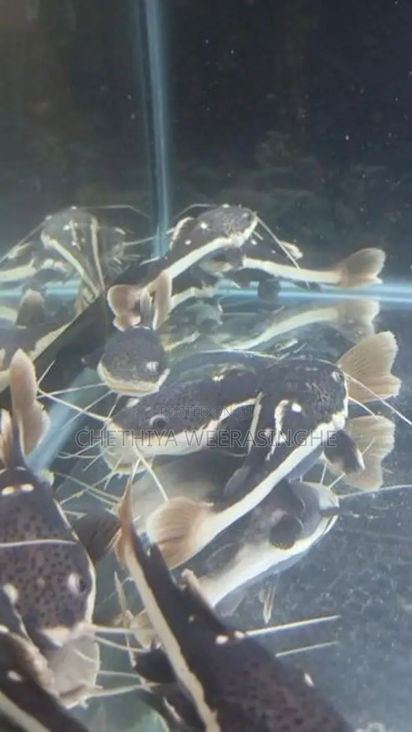 Red Tail Catfish